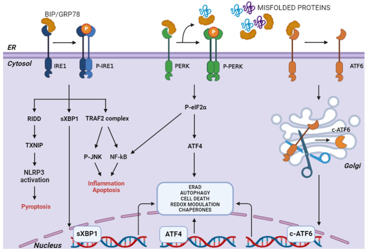 PMC11591047 – antioxidants-13-01284-f002