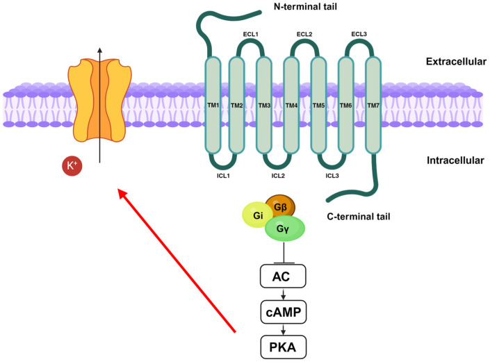 PMC11591047 – antioxidants-13-01284-f003