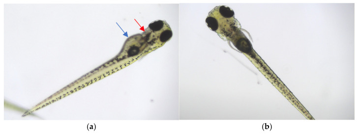 PMC12189491 – antioxidants-14-00734-f008