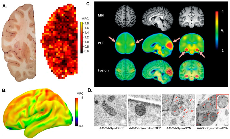 PMC12466820 – antioxidants-14-01078-f001