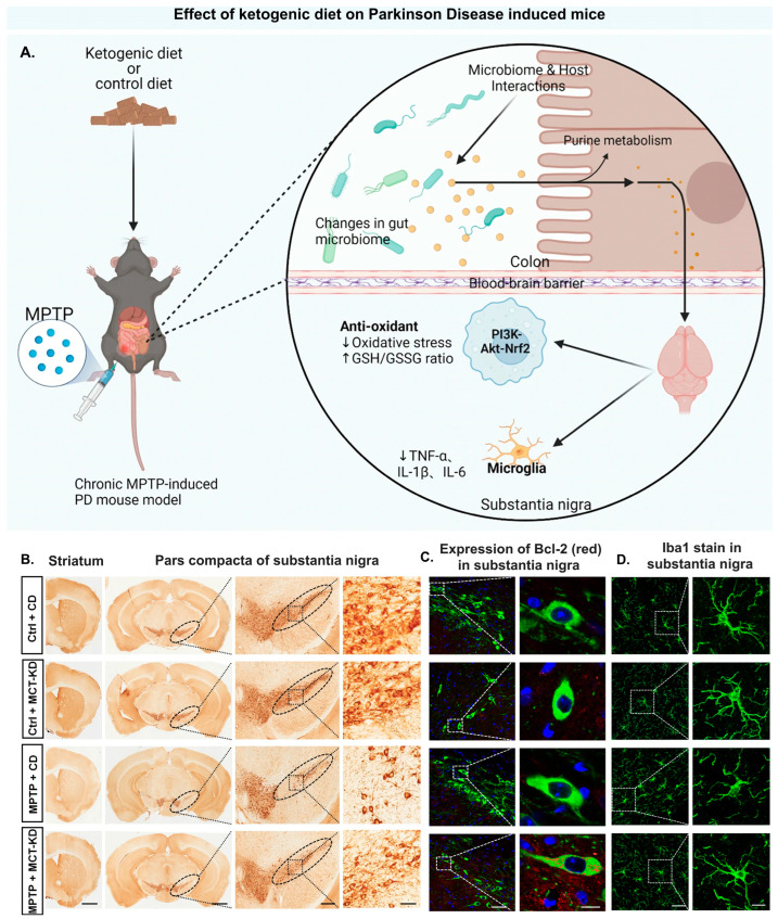 PMC12466820 – antioxidants-14-01078-f003