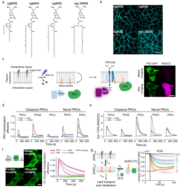 PMC10077588 – fig4
