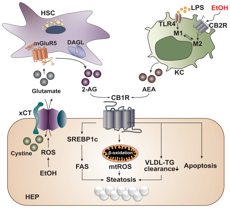PMC8496755 – f3-arcr-41-1-12