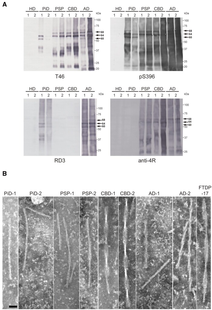 PMC8418341 – awab091-F1