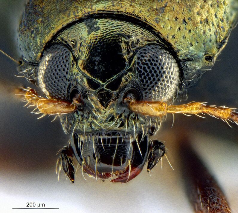 PMC11249851 – F10457292