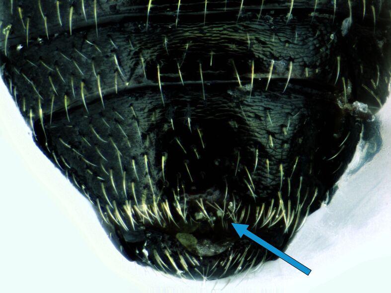 PMC11249851 – F10457293