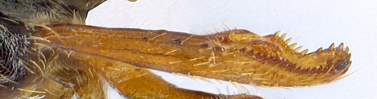 PMC11249851 – F10457295