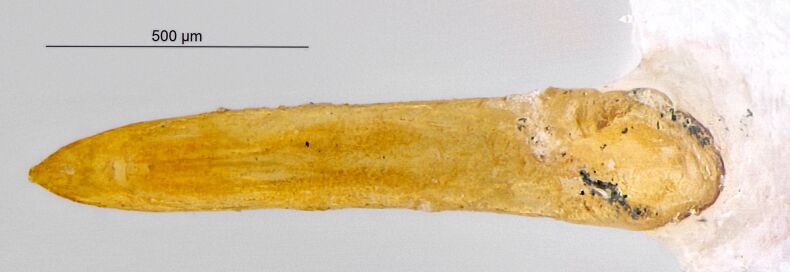 PMC11249851 – F10457327