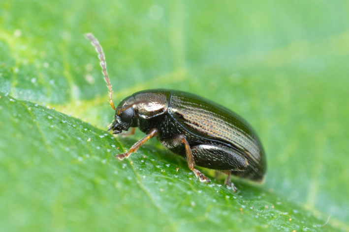 PMC11249851 – F10466077