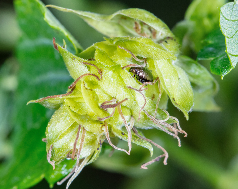 PMC11249851 – F10466078