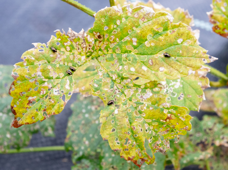 PMC11249851 – F10466079