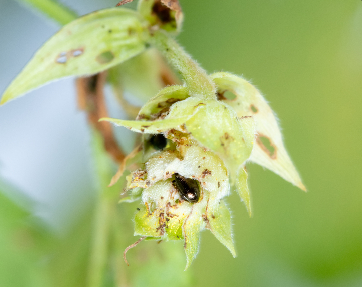 PMC11249851 – F10466080