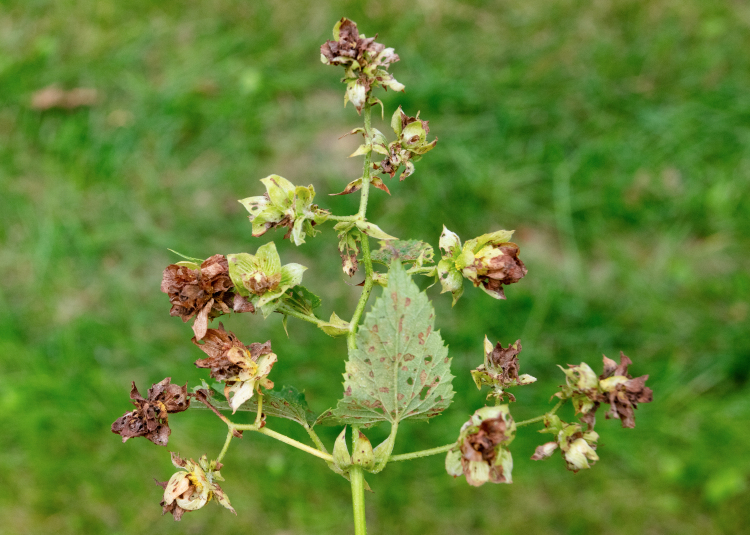 PMC11249851 – F10466081