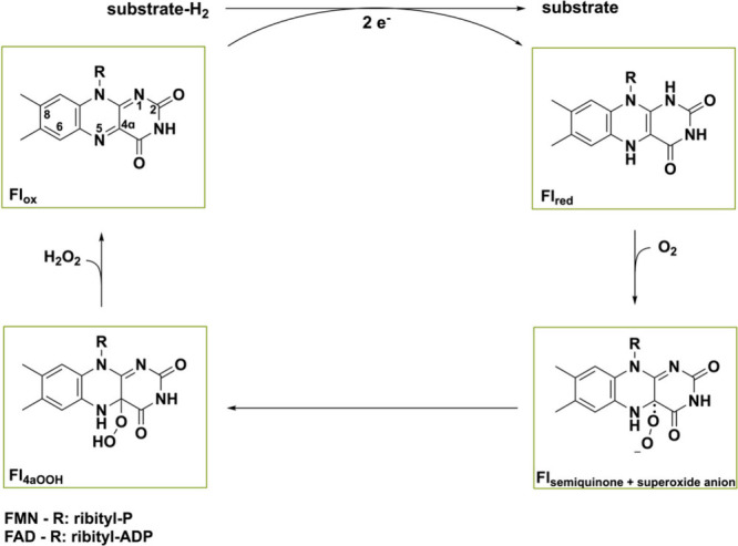 PMC11375781 – sch1