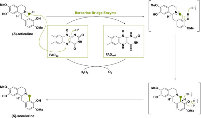 PMC11375781 – sch2