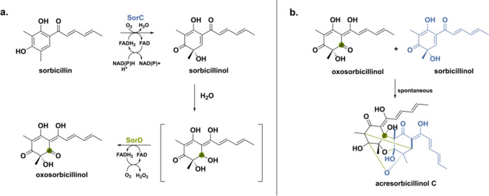 PMC11375781 – sch5
