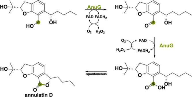 PMC11375781 – sch7
