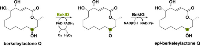 PMC11375781 – sch8