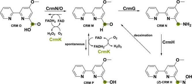 PMC11375781 – sch9