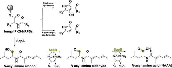 PMC11375781 – sch10