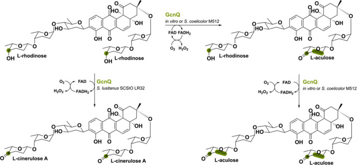 PMC11375781 – sch13