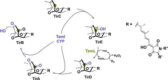 PMC11375781 – sch14