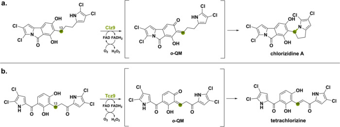 PMC11375781 – sch17