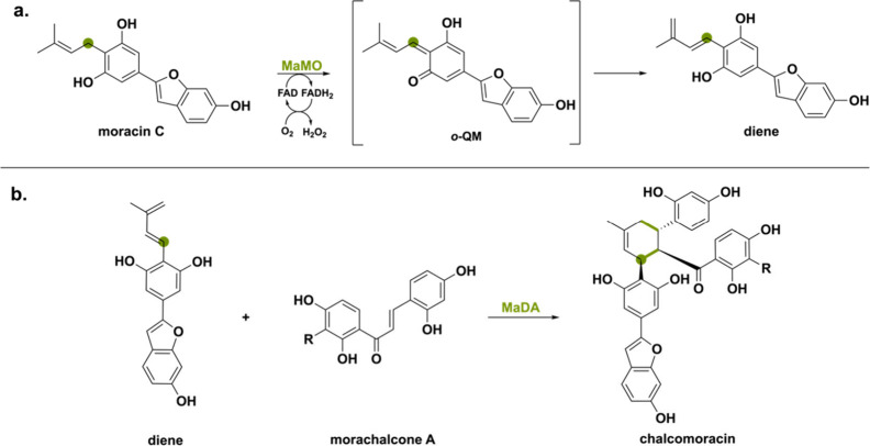 PMC11375781 – sch18