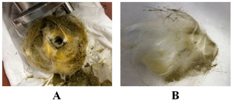 PMC8227983 – biology-10-00481-f005