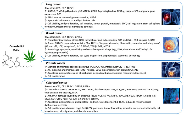 PMC9220307 – biology-11-00817-f001