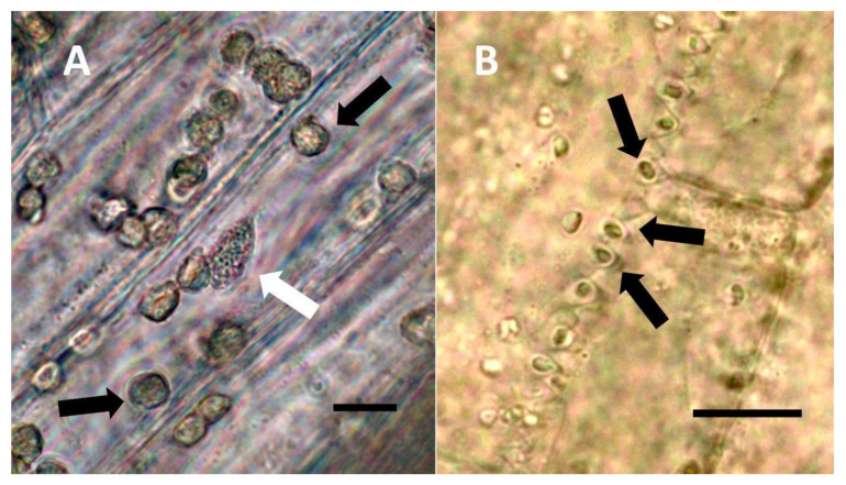 PMC9220352 – biology-11-00876-f003