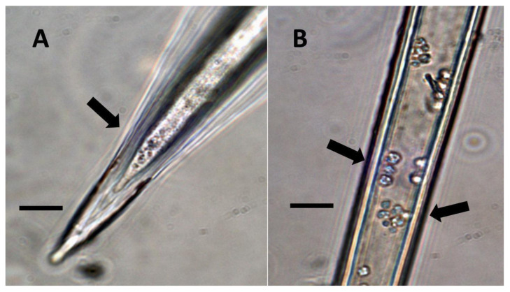 PMC9220352 – biology-11-00876-f005