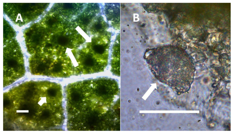 PMC9220352 – biology-11-00876-f011