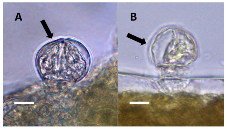 PMC9220352 – biology-11-00876-f013