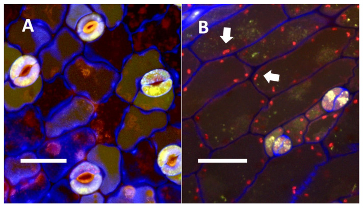 PMC9220352 – biology-11-00876-f015
