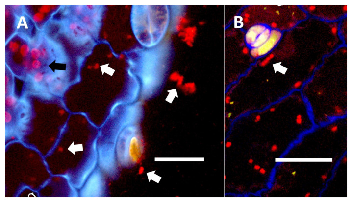 PMC9220352 – biology-11-00876-f016