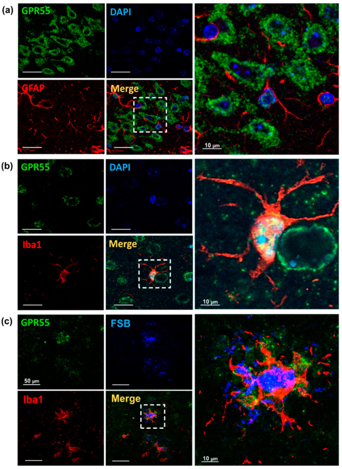 PMC10295339 – biology-12-00805-f004