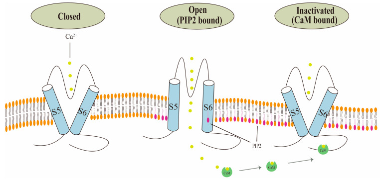 PMC10968549 – biology-13-00168-f003