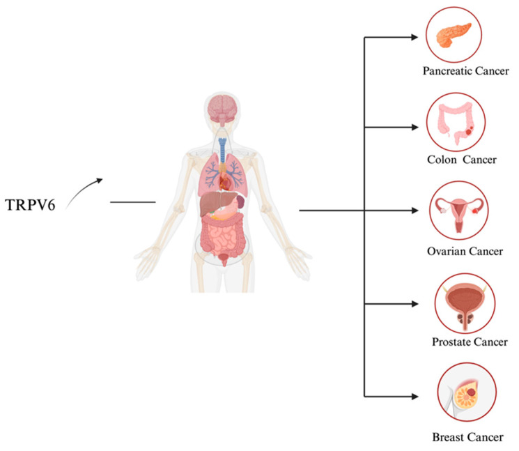 PMC10968549 – biology-13-00168-f004