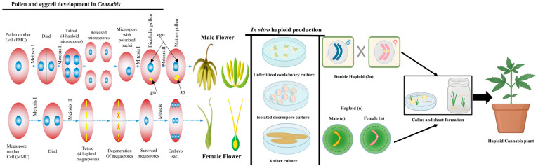 PMC12189703 – biology-14-00701-f003
