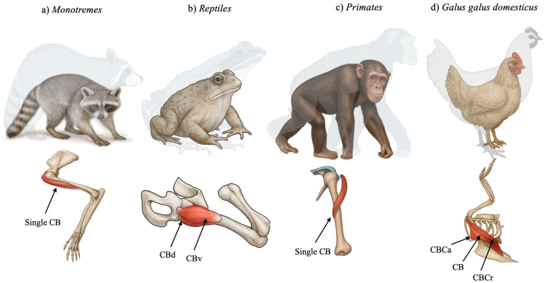 PMC12467727 – biology-14-01113-f001