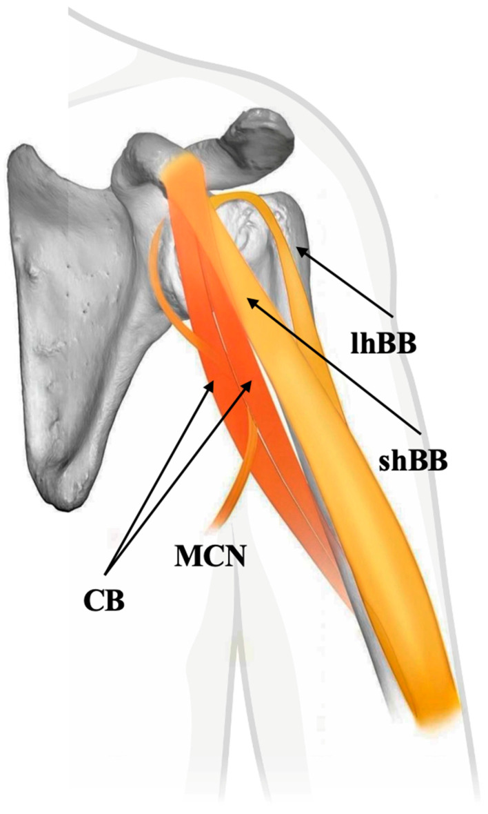PMC12467727 – biology-14-01113-f002