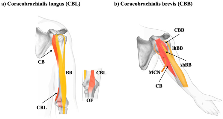 PMC12467727 – biology-14-01113-f003