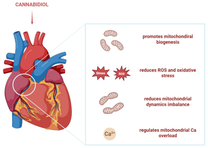 PMC13023527 – biology-15-00510-f008