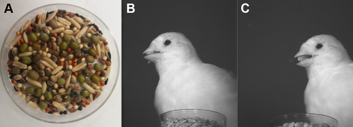 PMC11033522 – BIO060353F4