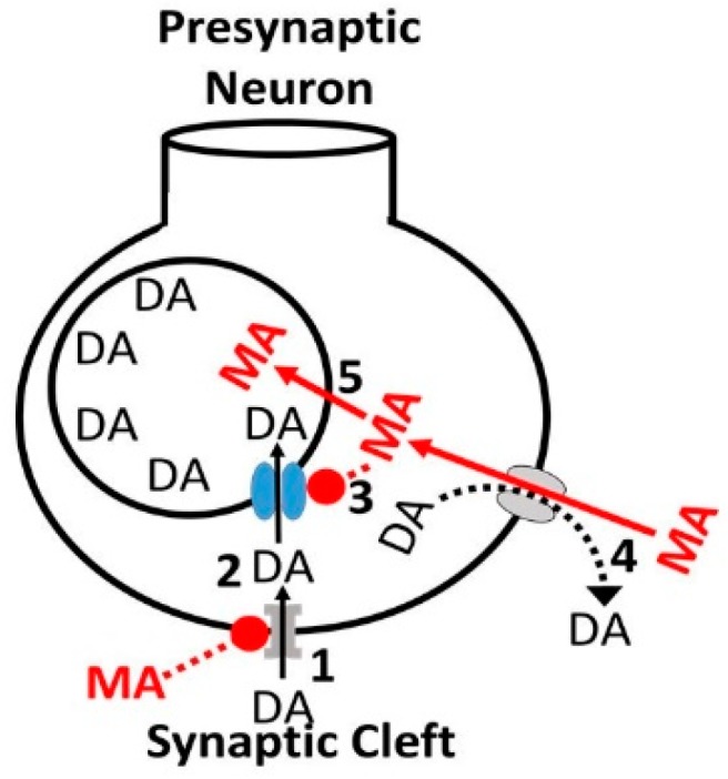 PMC6466217 – biomedicines-07-00016-f008