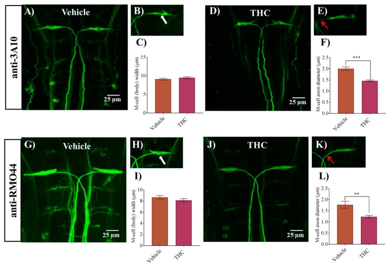 PMC7168183 – biomedicines-08-00005-f001