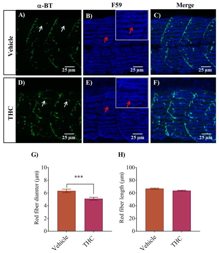 PMC7168183 – biomedicines-08-00005-f003