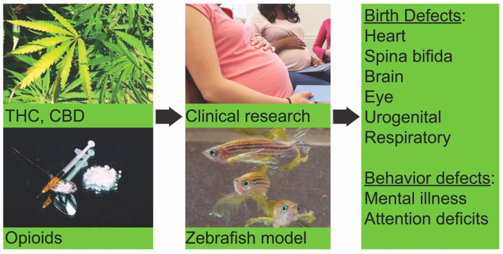 PMC7460517 – biomedicines-08-00279-f001