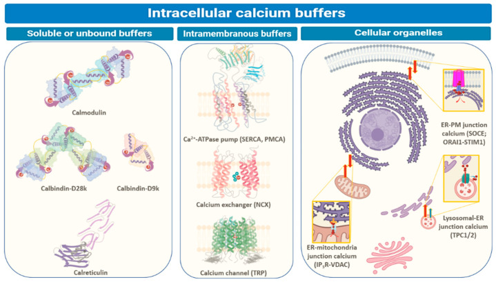 PMC8466575 – biomedicines-09-01077-f001
